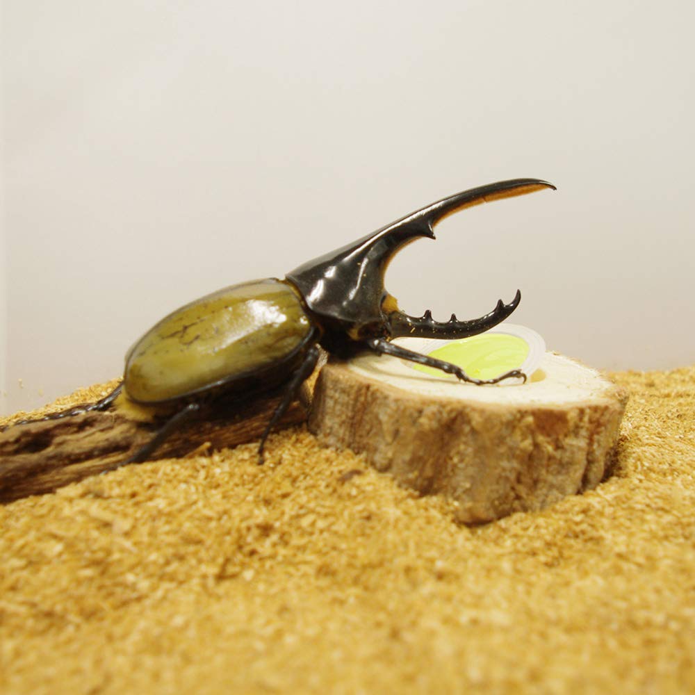 専用❤みかん⭐ふわとろ☆８重ガーゼ⭐超特大ブランケット❤カブトムシ昆虫 Amazon | マルカン 昆虫ゼリー フルーツ農園 フラット55 55個 (x 1